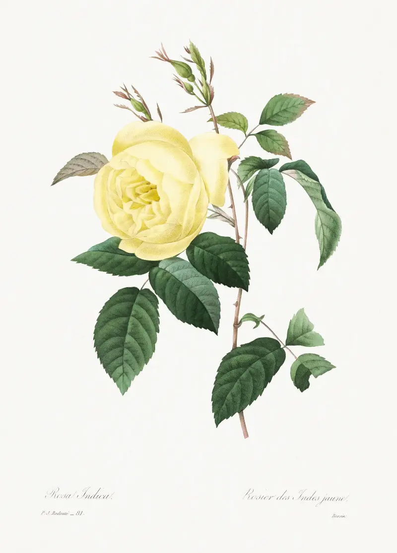 Yellow Rose Botanical Drawing by Pierre-Joseph Redoute